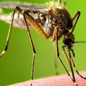 Mosquito Control (Season Long)