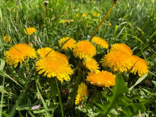 lawn care and weed control
